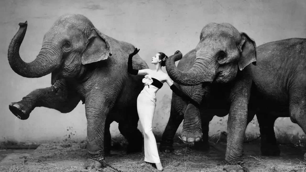 A woman in a gown poses between two elephants, a scene from one of fashion's most famous photographs.