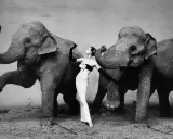 A woman in a gown poses between two elephants, a scene from one of fashion's most famous photographs.