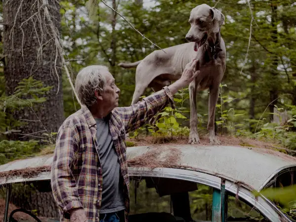 A man pets a Weimaraner standing on a rusted car roof in a forest, a scene reminiscent of William Wegman's most famous photos.